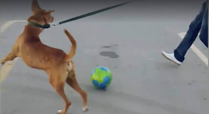 inspiringlife.pt - Cachorro coberto de tumores tem incrível recuperação depois de ser resgatado