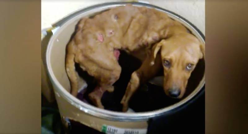 inspiringlife.pt - Cachorro coberto de tumores tem incrível recuperação depois de ser resgatado