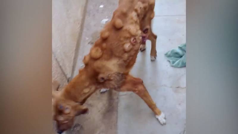 inspiringlife.pt - Cachorro coberto de tumores tem incrível recuperação depois de ser resgatado