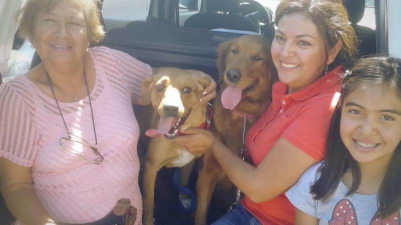 inspiringlife.pt - Cachorro coberto de tumores tem incrível recuperação depois de ser resgatado