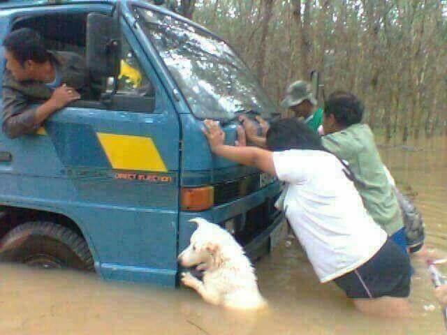 inspiringlife.pt - 20 cachorros tão fantásticos que te vão fazer esquecer todos os teus problemas