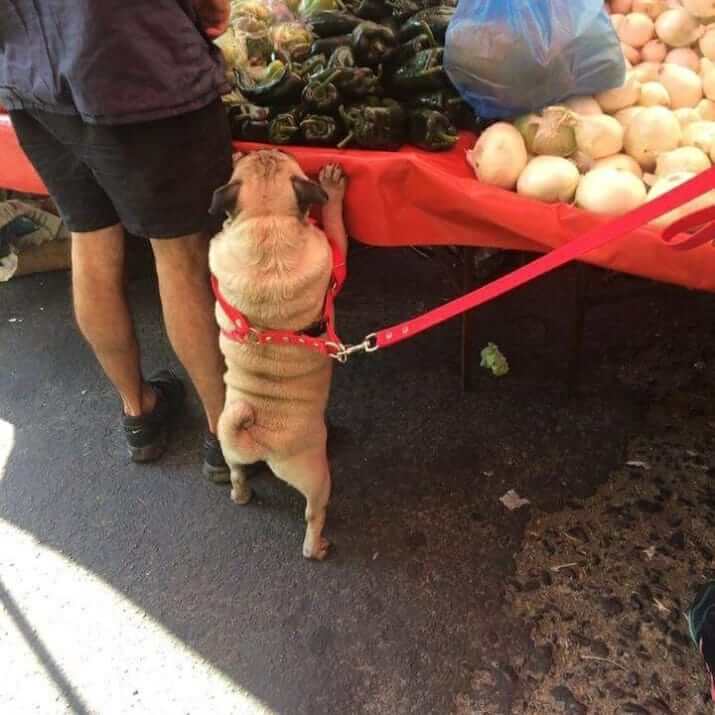 inspiringlife.pt - 20 cachorros tão fantásticos que te vão fazer esquecer todos os teus problemas