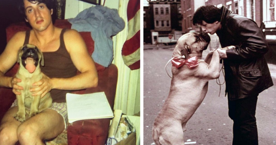 Emocionante homenagem de Sylvester Stallone ao seu falecido cachorro torna-se viral