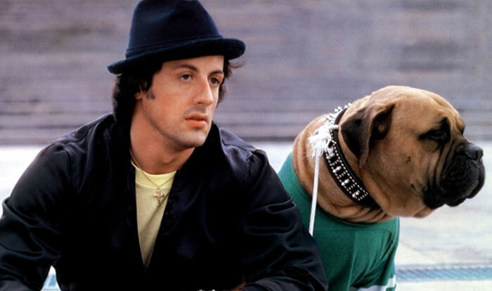 inspiringlife.pt - Emocionante homenagem de Sylvester Stallone ao seu falecido cachorro torna-se viral