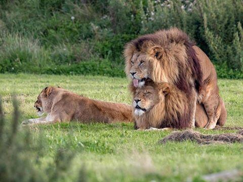 inspiringlife.pt - Fotografia de dois leões machos a terem relações ao lado de uma leoa viraliza nas redes sociais