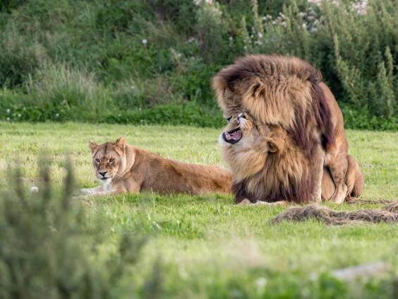 inspiringlife.pt - Fotografia de dois leões machos a terem relações ao lado de uma leoa viraliza nas redes sociais