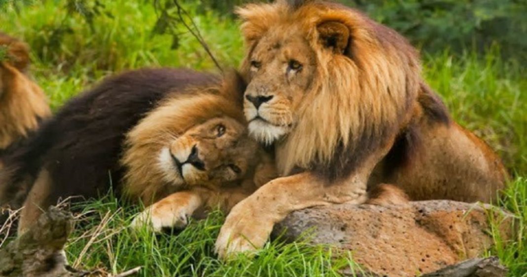 Fotografia de dois leões machos a terem relações ao lado de uma leoa viraliza nas redes sociais
