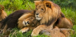 Fotografia de dois leões machos a terem relações ao lado de uma leoa viraliza nas redes sociais