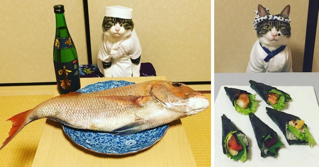 Gato veste-se todos os dias de forma diferente para jantar na companhia da dona