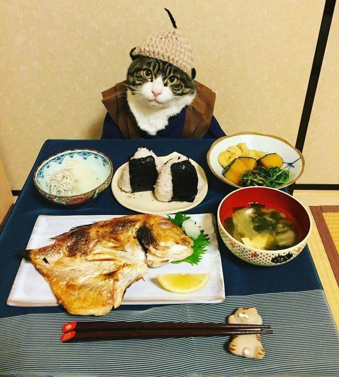 inspiringlife.pt - Gato veste-se todos os dias de forma diferente para jantar na companhia da dona