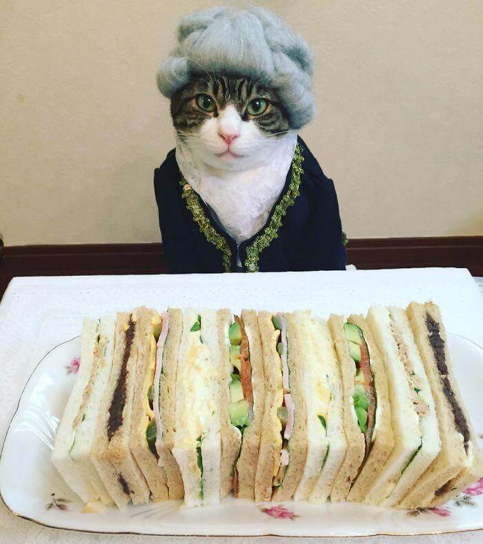 inspiringlife.pt - Gato veste-se todos os dias de forma diferente para jantar na companhia da dona