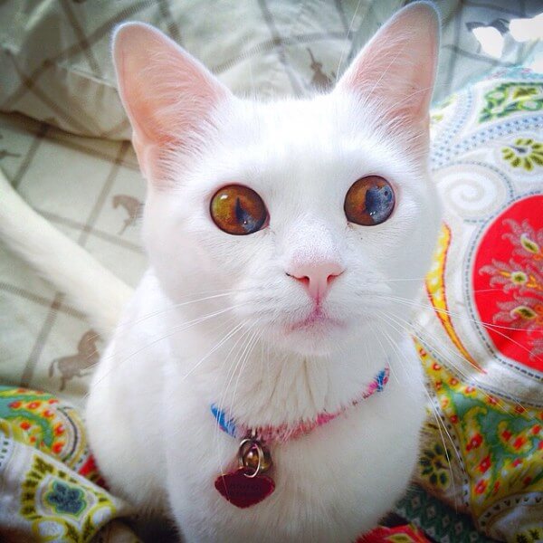 inspiringlife.pt - 12 gatos com olhos absolutamente fantásticos e únicos