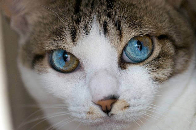 inspiringlife.pt - 12 gatos com olhos absolutamente fantásticos e únicos