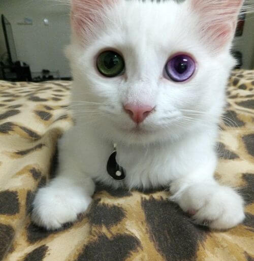 inspiringlife.pt - 12 gatos com olhos absolutamente fantásticos e únicos