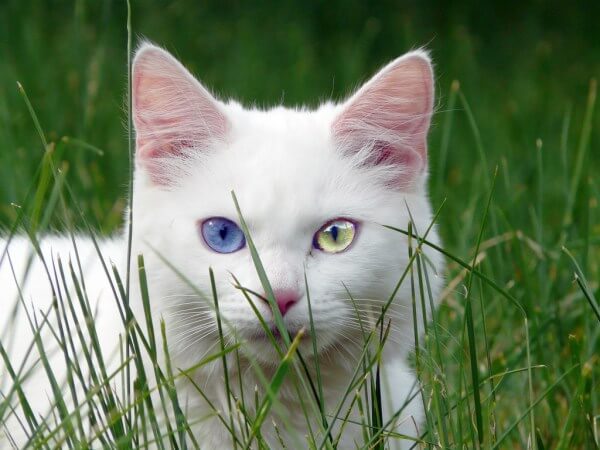 inspiringlife.pt - 12 gatos com olhos absolutamente fantásticos e únicos