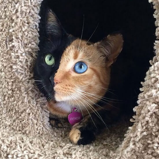 inspiringlife.pt - 12 gatos com olhos absolutamente fantásticos e únicos