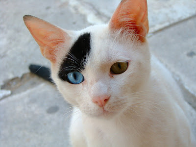 inspiringlife.pt - 12 gatos com olhos absolutamente fantásticos e únicos