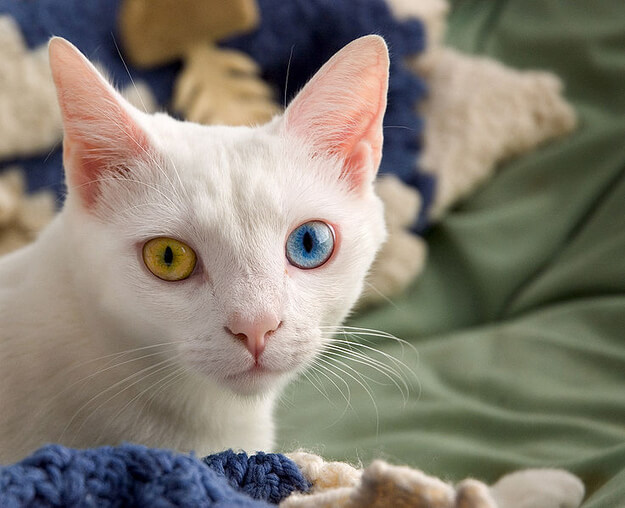 inspiringlife.pt - 12 gatos com olhos absolutamente fantásticos e únicos