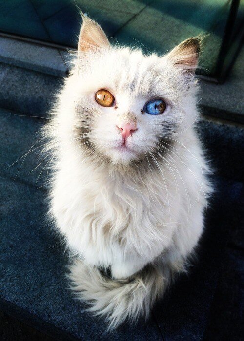 inspiringlife.pt - 12 gatos com olhos absolutamente fantásticos e únicos