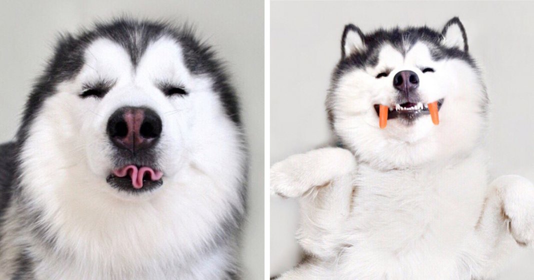 Maru, o husky mais feliz e divertido do mundo