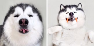 Maru, o husky mais feliz e divertido do mundo