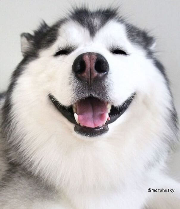 inspiringlife.pt - Maru, o husky mais feliz e divertido do mundo