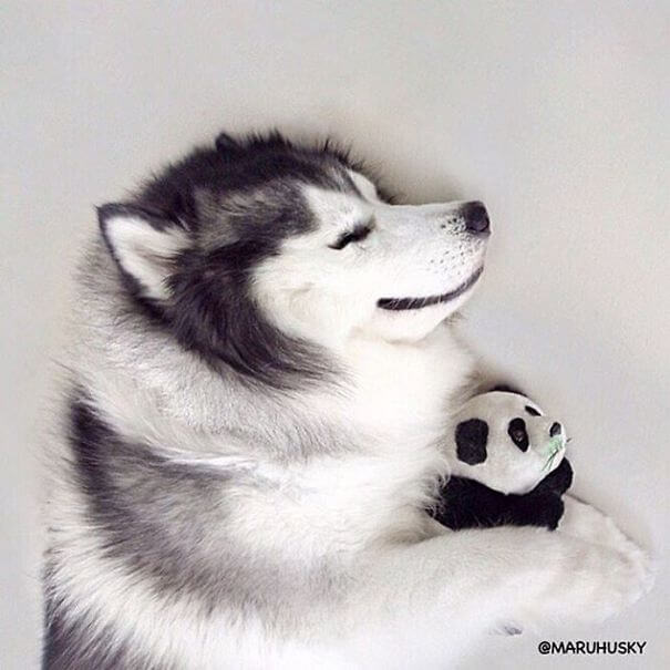 inspiringlife.pt - Maru, o husky mais feliz e divertido do mundo