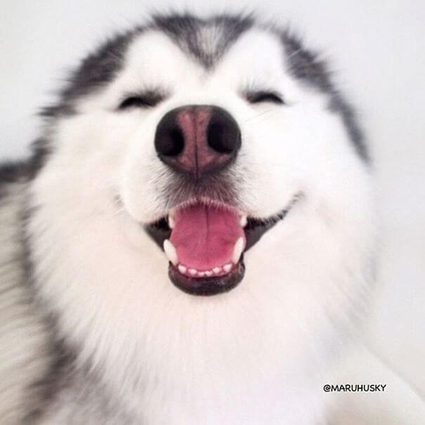 inspiringlife.pt - Maru, o husky mais feliz e divertido do mundo