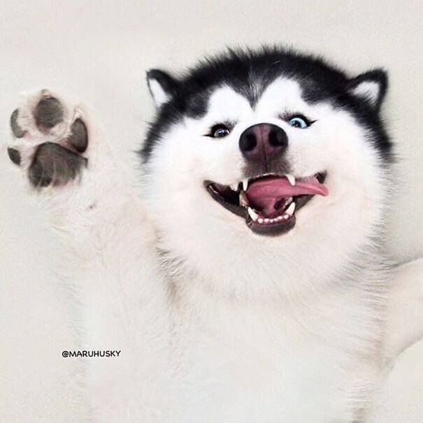 inspiringlife.pt - Maru, o husky mais feliz e divertido do mundo