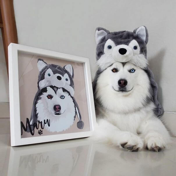 inspiringlife.pt - Maru, o husky mais feliz e divertido do mundo