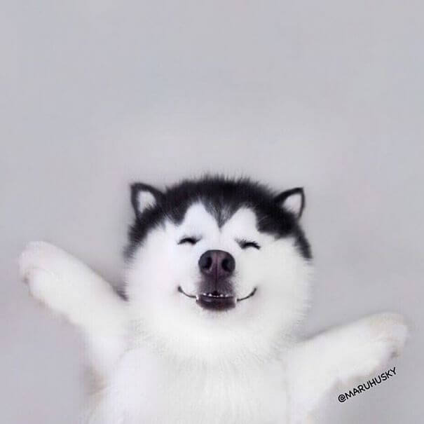 inspiringlife.pt - Maru, o husky mais feliz e divertido do mundo
