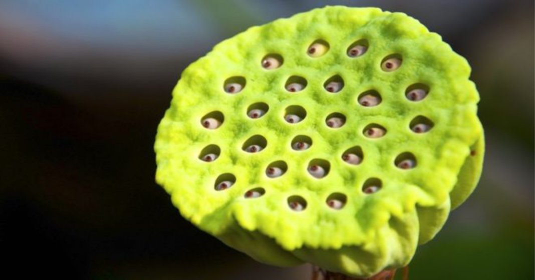 O porquê de algumas pessoas não conseguirem olhar para esta flor de lótus