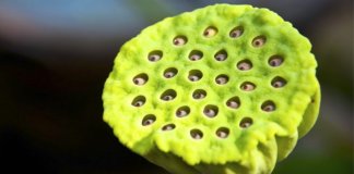 O porquê de algumas pessoas não conseguirem olhar para esta flor de lótus