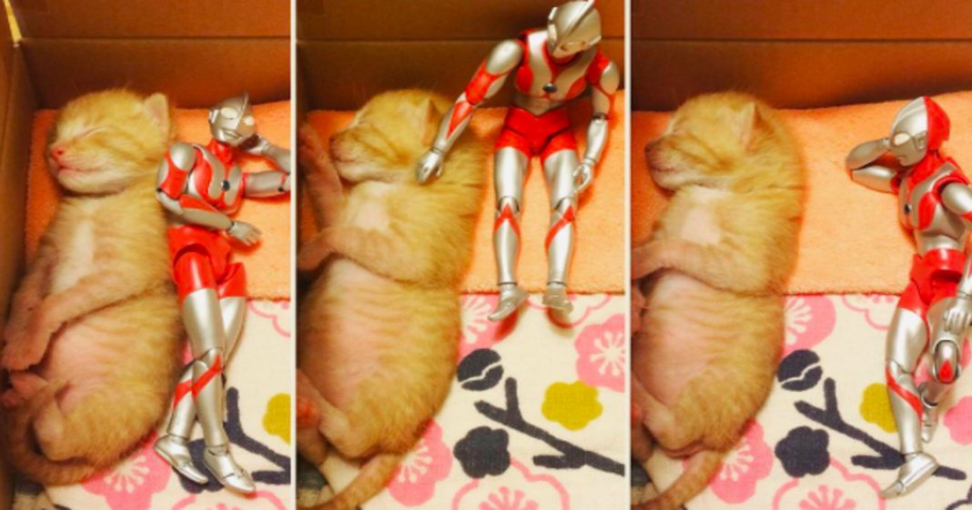 Um gatinho adorável e um boneco Ultraman – uma “amizade” que te vai derreter o coração