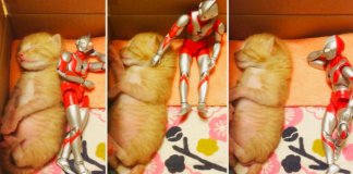 Um gatinho adorável e um boneco Ultraman – uma “amizade” que te vai derreter o coração