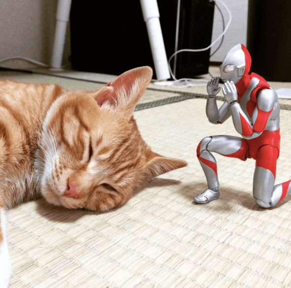 inspiringlife.pt - Um gatinho adorável e um boneco Ultraman - uma "amizade" que te vai derreter o coração