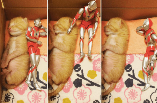 inspiringlife.pt - Um gatinho adorável e um boneco Ultraman - uma "amizade" que te vai derreter o coração