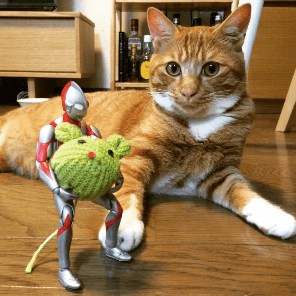 inspiringlife.pt - Um gatinho adorável e um boneco Ultraman - uma "amizade" que te vai derreter o coração