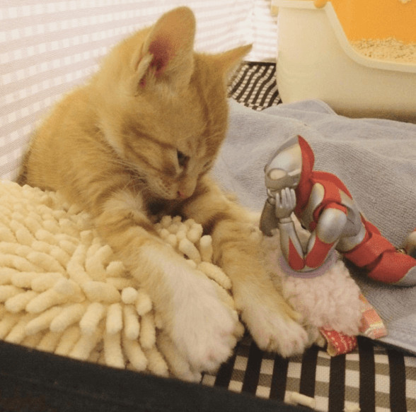 inspiringlife.pt - Um gatinho adorável e um boneco Ultraman - uma "amizade" que te vai derreter o coração