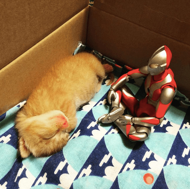 inspiringlife.pt - Um gatinho adorável e um boneco Ultraman - uma "amizade" que te vai derreter o coração