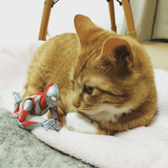 inspiringlife.pt - Um gatinho adorável e um boneco Ultraman - uma "amizade" que te vai derreter o coração