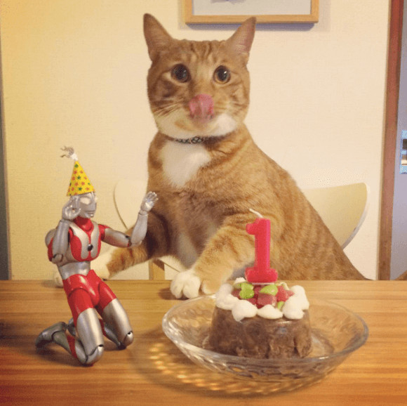 inspiringlife.pt - Um gatinho adorável e um boneco Ultraman - uma "amizade" que te vai derreter o coração