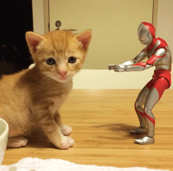 inspiringlife.pt - Um gatinho adorável e um boneco Ultraman - uma "amizade" que te vai derreter o coração