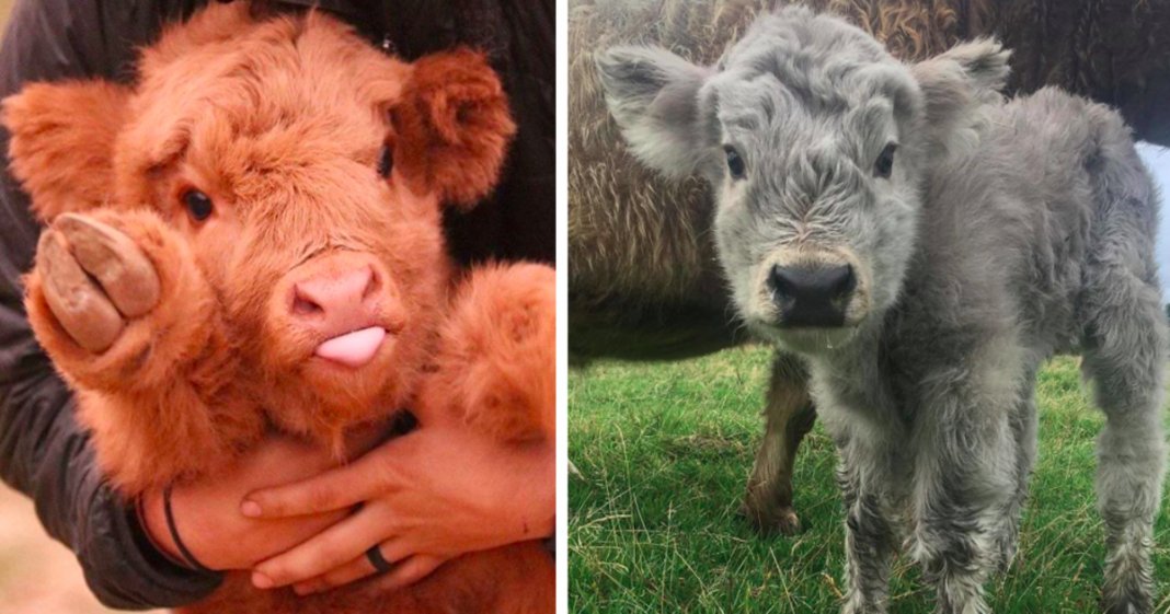 17 bezerros de vacas escocesas que vão animar o teu dia