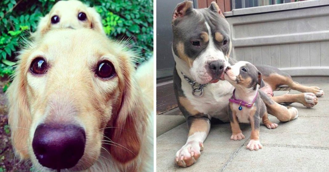 24 cachorrinhos que são o “focinho chapado” dos seus pais