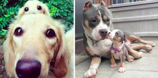 24 cachorrinhos que são o “focinho chapado” dos seus pais