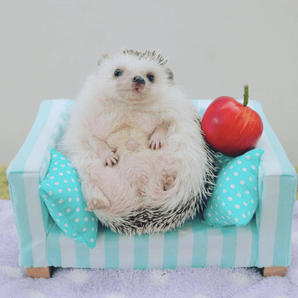 inspiringlife.pt - Azuki - o ouriço mais adorável do Mundo
