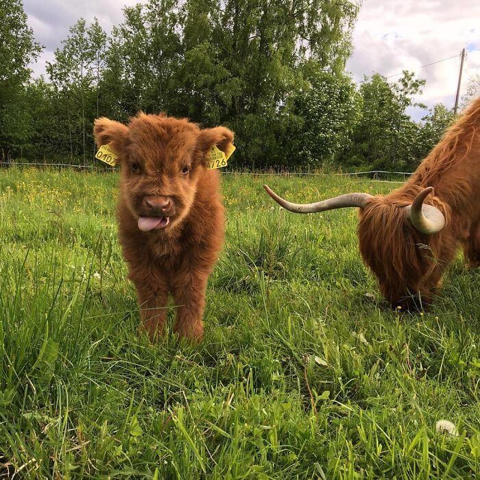 inspiringlife.pt - 17 bezerros de vacas escocesas que vão animar o teu dia