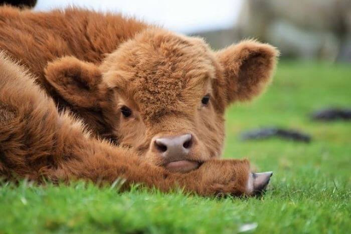 inspiringlife.pt - 17 bezerros de vacas escocesas que vão animar o teu dia