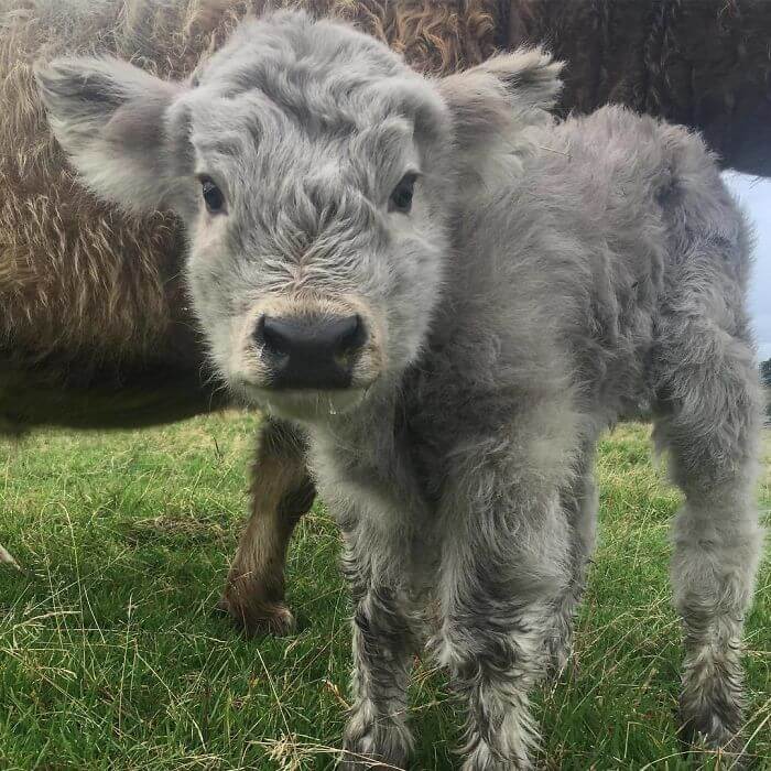 inspiringlife.pt - 17 bezerros de vacas escocesas que vão animar o teu dia